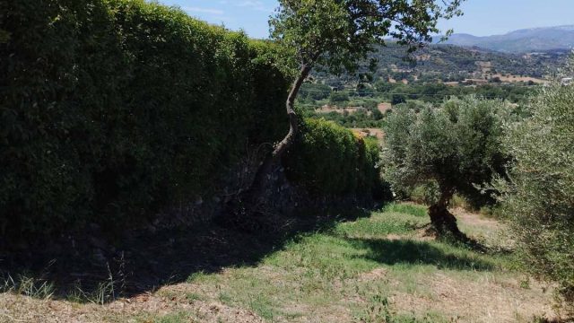 oikopedo_avlonari_5