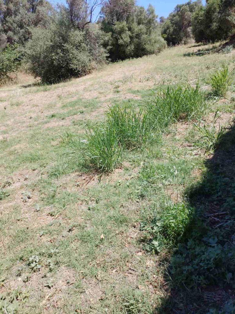 oikopedo_avlonari_6